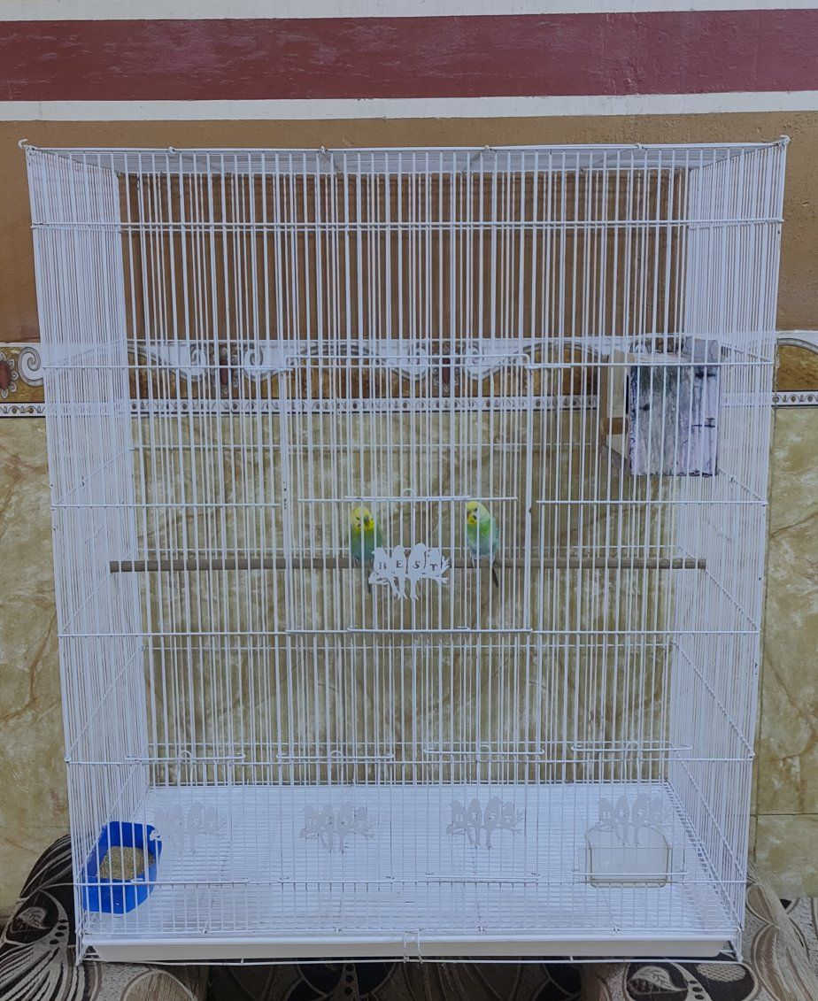 قفص ابو الطير الحجم الكبير نظيف كلش مراوس بدجاجتين المكان الطار


**إذا كنت صاحب هذا الإعلان وتريد حذفه لأي سبب، رجاءا أرسل رسالة إلى الدعم الفني**