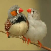 فناجس • ٣ زوج • الشيخ حمد