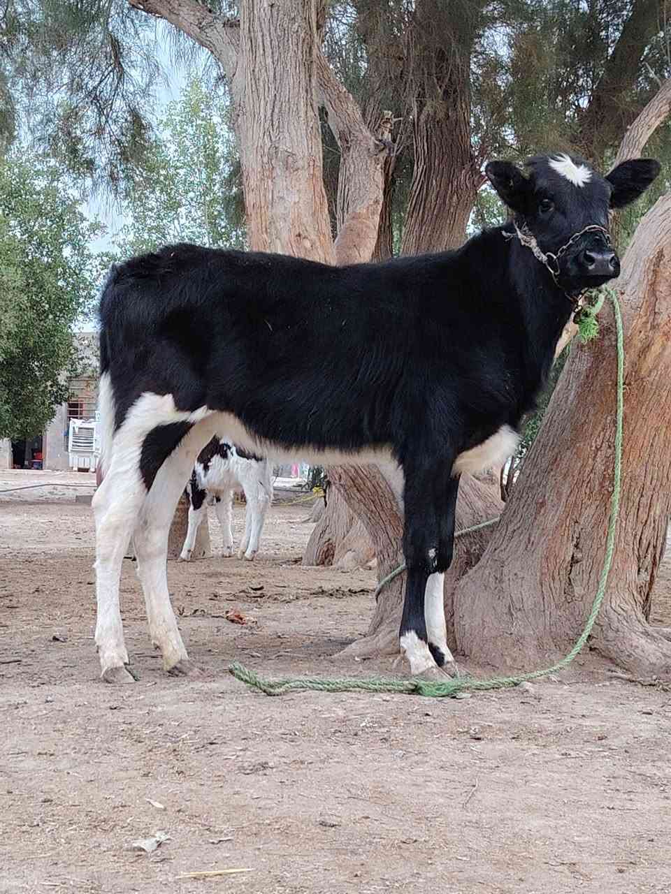 يا الله هاشه لبيع فريزية زراعية أم ثاني بطن وراها بجر فريزية زراعية وماخذه لفحل صار 6 مفحوصه سونار وتحلب صاحبت ماعون وشطر حره يواحد يحلبهه مالت جناي مجنيه مالت بيت خشنة فول شرط لحليب ودسامه خير من الله وينه ليدور زين مشروطه كافه شروط لجني لسعر 2950 لمكان بابل شوملي لسفسار ***********
