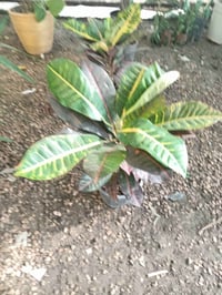 قص شجر • تنظيف حدائق • رمادي