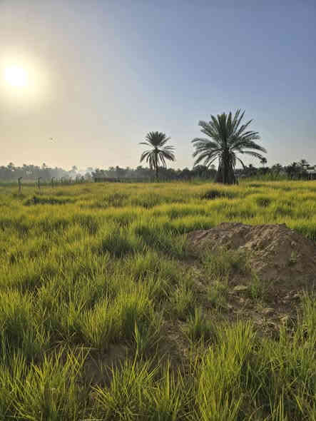 دونم واجهة ٢١ ونزال ١٠٤
سند ٢٥ ملك صرف
شارع تبليط + كهرباء
يحتوي على دار مساحة ١١٠ متر طابقين
في الوردية سلمان باك
للاستفسار اكثر الاتصال على الرقم

***********
