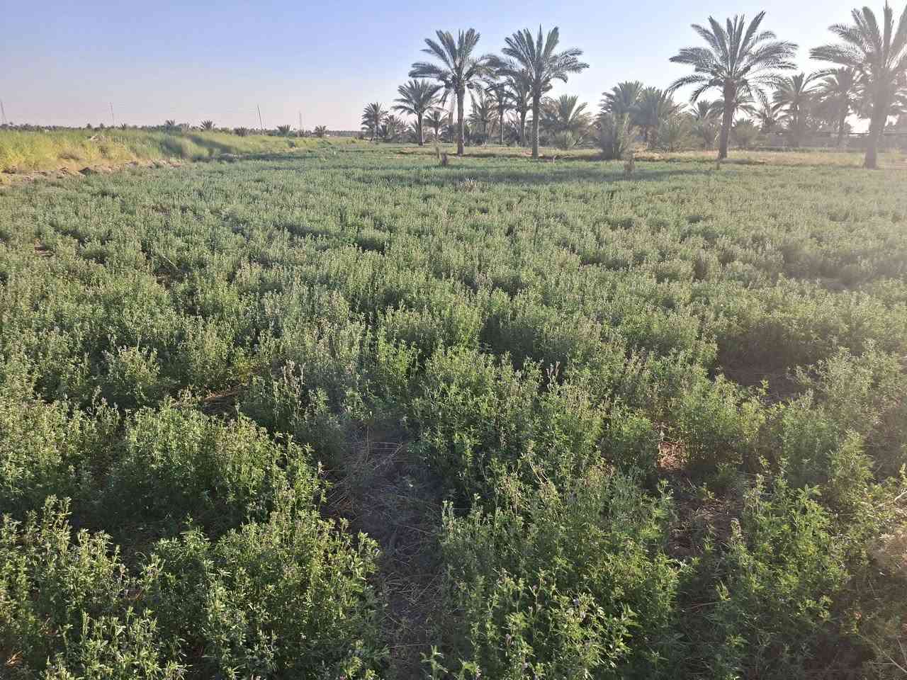 السلام عليكم ورحمة الله وبركاتة ارض زراعيه ملك طابو صرف للبيع اربع دوانم خلف محطه جوهرة عدنان متوفر فيها كافة الخدمات ماء وكهرباء الارض باسمي للاستفسار اكثر الاتصال على رقم ***********/***********
