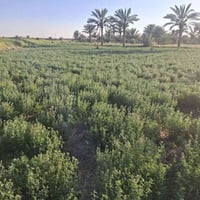 أرض زراعيه • طابو صرف • جوهره عدنان