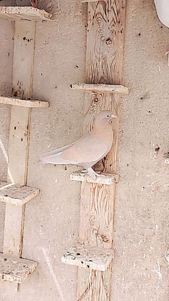 زوج مخاليف لوت مكاليش مشروطات الله شاهد خوش حمام سعرهن قفل 30 عنواني بصره قرب جسر التربيه حي الاستاذه  ***********
