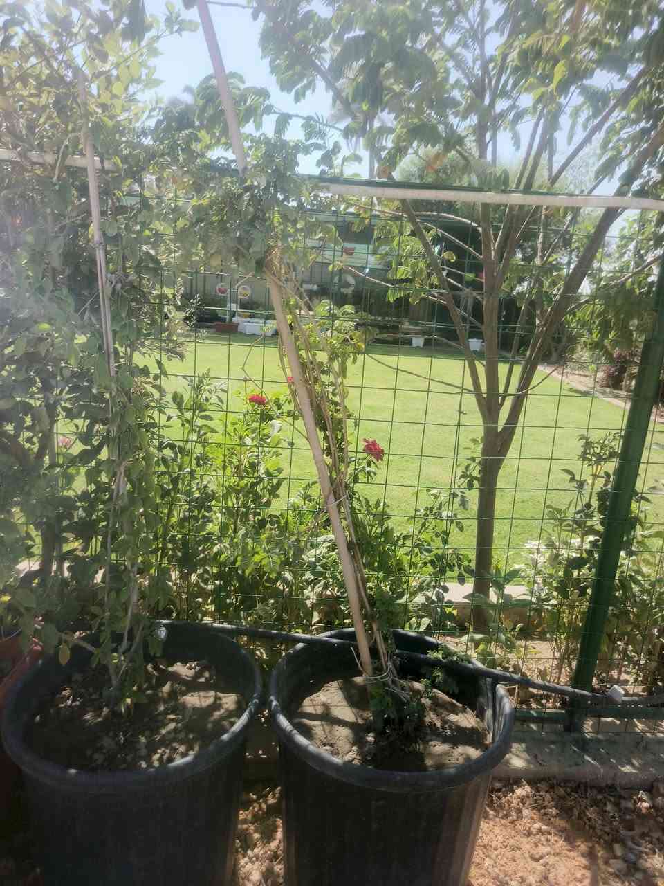 يا الله 🌿
يتوفر لدينا في مشتلنا  مجموعة من السنادين الحجم الكبير الجهنمي   المتسلق والقزمي  وأنواع مختلفة:
سندان جهنمي متسلق  لون وردي (حجم كبير)  السعر 25,000 دينار
سندان لون أصفر (حجم كبير) — 25,000 دينار
سندان مسلسق المرجان — 20,000 دينار
سندان جهنمي لون أصفر (حجم وسط قزمي) — 15,000 الف 
سندان تعليك  وردة الصباح (كل الألوان) — 5,000 دينار
📍 العنوان:  شارع زوبع الصوب الصغير مشتل العذاري 
📌 للاستفسار مراسلة الصفحة


**إذا كنت صاحب هذا الإعلان وتريد حذفه لأي سبب، رجاءا أرسل رسالة إلى الدعم الفني**
