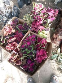 مسواك • جديد • مشتل القادسيه