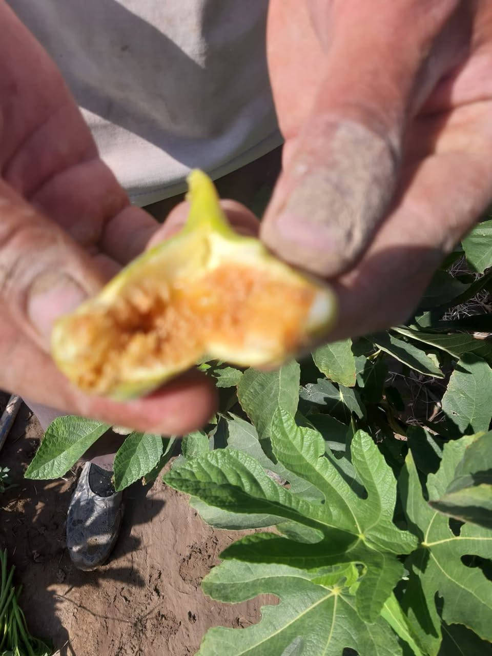 🌿✨ إعلان من مشتل الشاهين الزراعي ✨🌿

تتوفر الآن شتلات التين المميزة: 🍈 تين العبيد السعودي
🍈 تين البراون التركي

شتلات قوية ومختارة بعناية 🌱
مناسبة للزراعة المنزلية والحدائق والإثمار الممتاز بإذن الله 🌞

🔥 والقادم أجمل... قريباً ستتوفر أصناف جديدة ومميزة ونادرة من التين لمحبي التميز وهواة جمع الأصناف 🌿🍈

📍 العنوان: بغداد – الدورة – الشارع المقابل لعلوة الرشيد قرب شركة دجلة للمشروبات الغازية خلف منطقة أبو دشير
📞 الهاتف / واتساب: ***********

🌱 مشتل الشاهين الزراعي — وجهتكم لكل ما هو مميز في عالم النباتات والأشجار 🌱
