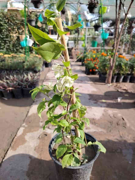 #عرض_لفترة_محدودة 💥✊
جهنمي متسلق لون ابيض 🕊️😍
نبات غني عن التعريف

سعر كل 2 ب٥٠٠٠ دينار فقط 💥

للطلب و إلاستفسار الاتصال على الرقم التالي *********** ☎️
يوجد خدمة توصيل داخل الكوت فقط 🚕
متواجدين 👇
من الساعة 8:00 ص🕗
و حتى الساعة 10:00م🕙
