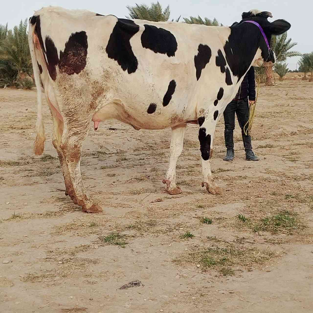 اللهم صل على 🧿 محمد وال محمد
مطفل هوالشتاين اصل ام #ثاني  بطن  وراها #بجر   
تلقيح
كافة شروط الجني انطيه ضمان عاقله فقير اي واحد يحلبه زلمه مره طفل تحلب 20  وكتين العنوان بابل الشوملي للستفسار ***********///***********
***********بي واتساب 👉/// امانه الله ملقحه 45يوم تلقيح بيطار
