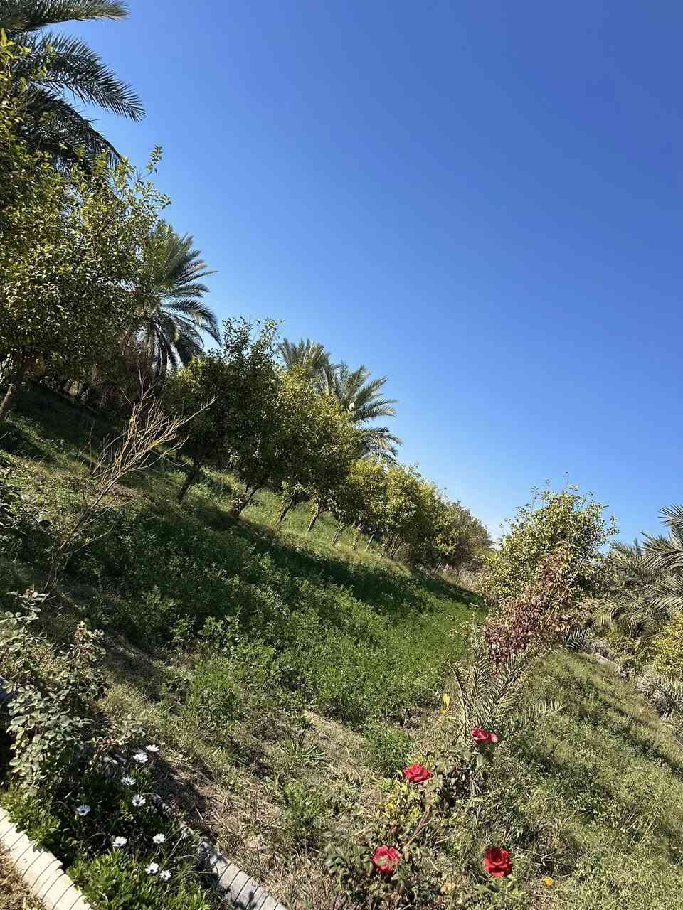 � للبيع أرض زراعية طابو – فرصة مميزة 🌿
📍 الموقع: أبو غريب – الشيحة
📜 السند: طابو / سند 25
📐 المساحة: 2 دونم
📏 الواجهة: 135 متر

🌴 بستان يحتوي على نخيل وأشجار حمضيات مثمرة

⚡ الخدمات متوفرة:
✔ كهرباء وطني
✔ خط مولد
💧 ماء بئر + ماء إسالة صالح للشرب

💰 سعر الدونم: 240 مليون
✔ قابل للتفاوض

📞 للاستفسار:
***********
📲 واتساب متوفر

#بيع_أراضي #أرض_زراعية #أبو_غريب #طابو
