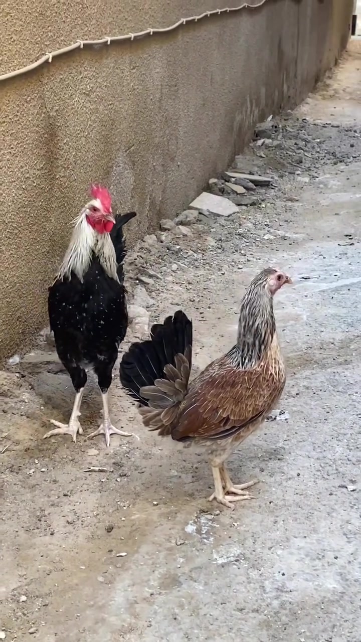 متاح ديج ودجاجه شوكيات عله وجه بياض سعرهن 30 قفل 
ملقحات زتي رباعي 
متاح ديج شمسي سعره 15 
مكاني قضاء المدينه قرب فلكه الشهداء


**إذا كنت صاحب هذا الإعلان وتريد حذفه لأي سبب، رجاءا أرسل رسالة إلى الدعم الفني**