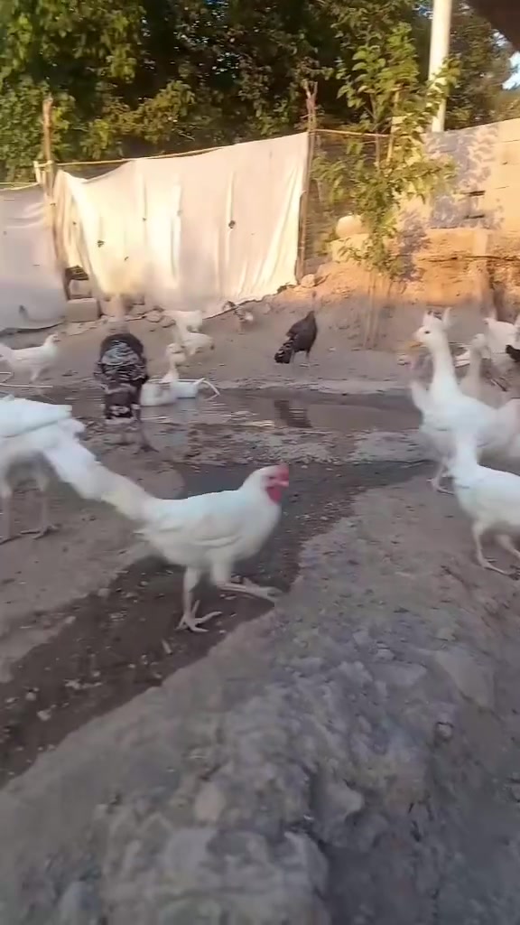 امانه م هه يه بؤفرؤشتن چيت اويت باسعريت پي بليم
٨قازهزرشاميه ك بلغاريه ك ٣ئيراني ٣كوردي
٨قه له دايكيك و٧به چكه به قه ددايكيان ده بن كوردين 
١٦بارؤكه ي كوردي گوپن وريشن
٣مراوي هؤله ندي نيريك و٢مئ
كه له شيريك ي كوردي
تيبيني قازيك و٢مراويه كه هيلكه ده كه ن 
شوين شاره زوور


**إذا كنت صاحب هذا الإعلان وتريد حذفه لأي سبب، رجاءا أرسل رسالة إلى الدعم الفني**