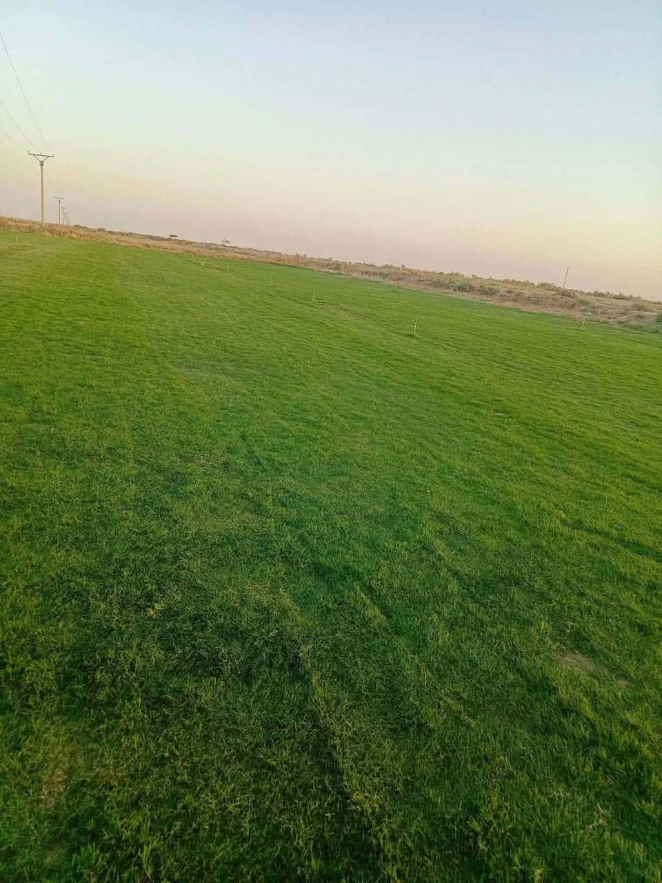 الثيل الهندي درجه الأولى
للحجز الاتصال او المراسلة على الواتساب على الارقام : 
*********** اتصال 
محافظات العراق توصيل
