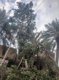 قطع لاشجار ولنخيل في بغداد كرخ ورصافه كادر محترف في  مجال التقطيع  وات...