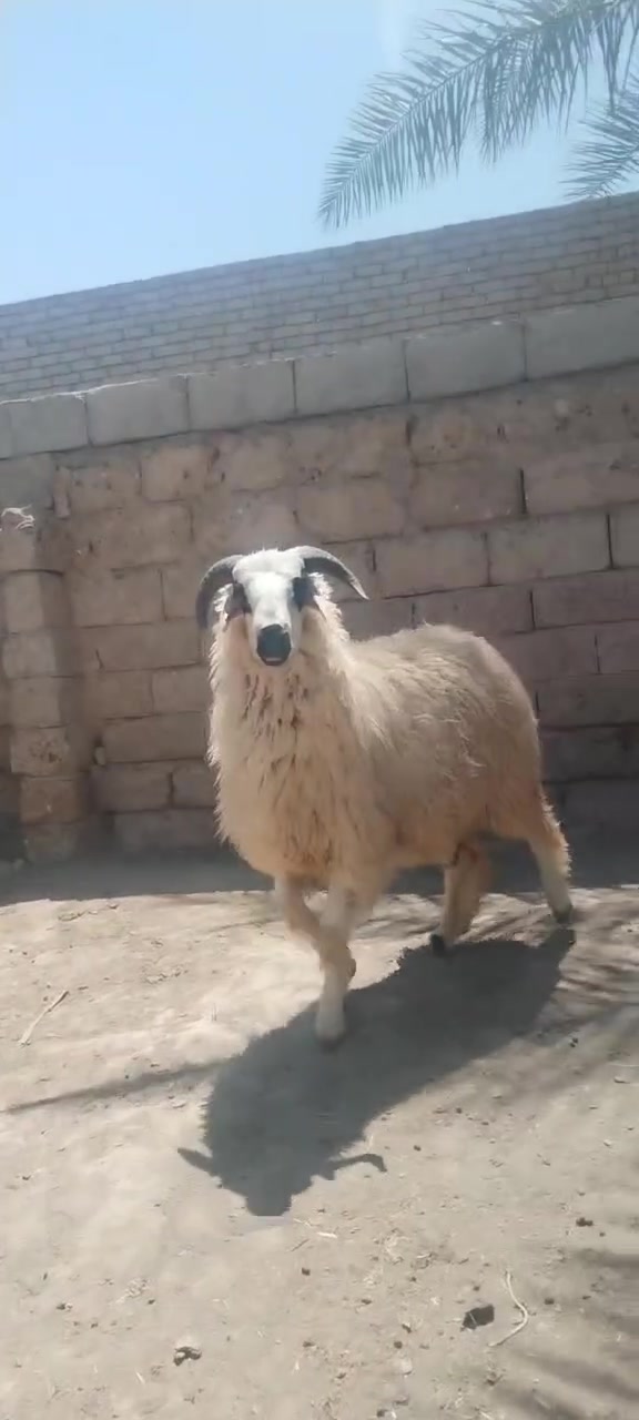 طلي ابگم اكر سمين حيل تريد لحم تريد فحل الستفسار على هاذه ارقم ***********
