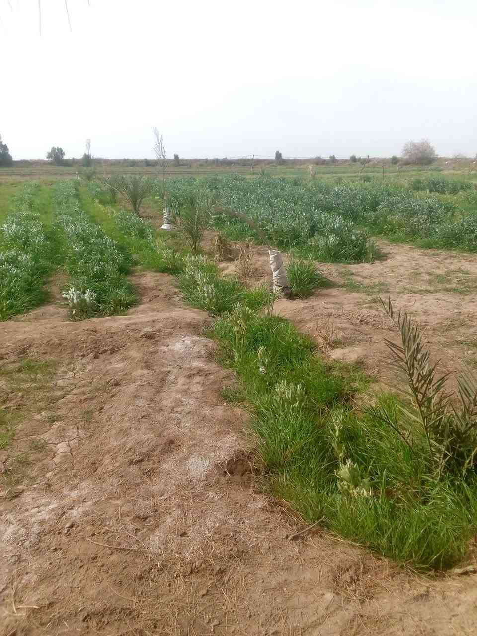 ارض زراعية للبيع مساحة تسعة (٩)دونم  مع بيت جاهز للسكن متوفر كافة الخدمات عنوانة اطراف الحي للاستفسار اتصال على الرقم التالي  ***********
