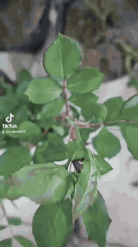 مشتل ددونيا للنباتات الضليه والشمسيه عنوان حي البنوك شارع الفتلاوي مقابل مدارس الامام المهدي ويتوفر عروض جدآ جميله تابعو صفحاتنه على باقي منصات التواصل ويتوفر توصيل وبالخدمه للحجز على الواتساب ***********
