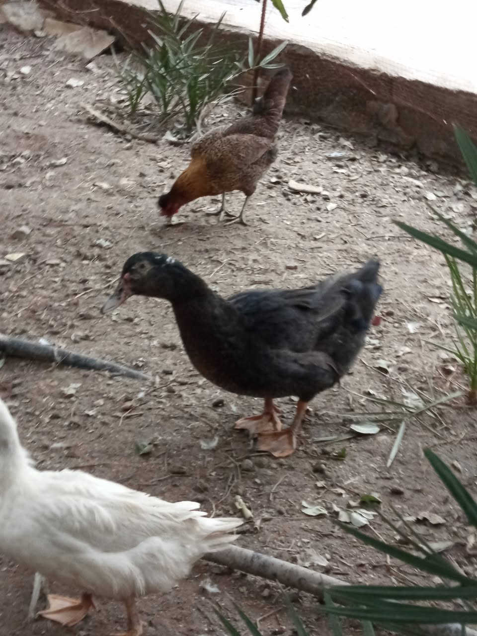 عندي 9 بشوش سعر الزوج 15 الشعيبه


**إذا كنت صاحب هذا الإعلان وتريد حذفه لأي سبب، رجاءا أرسل رسالة إلى الدعم الفني**