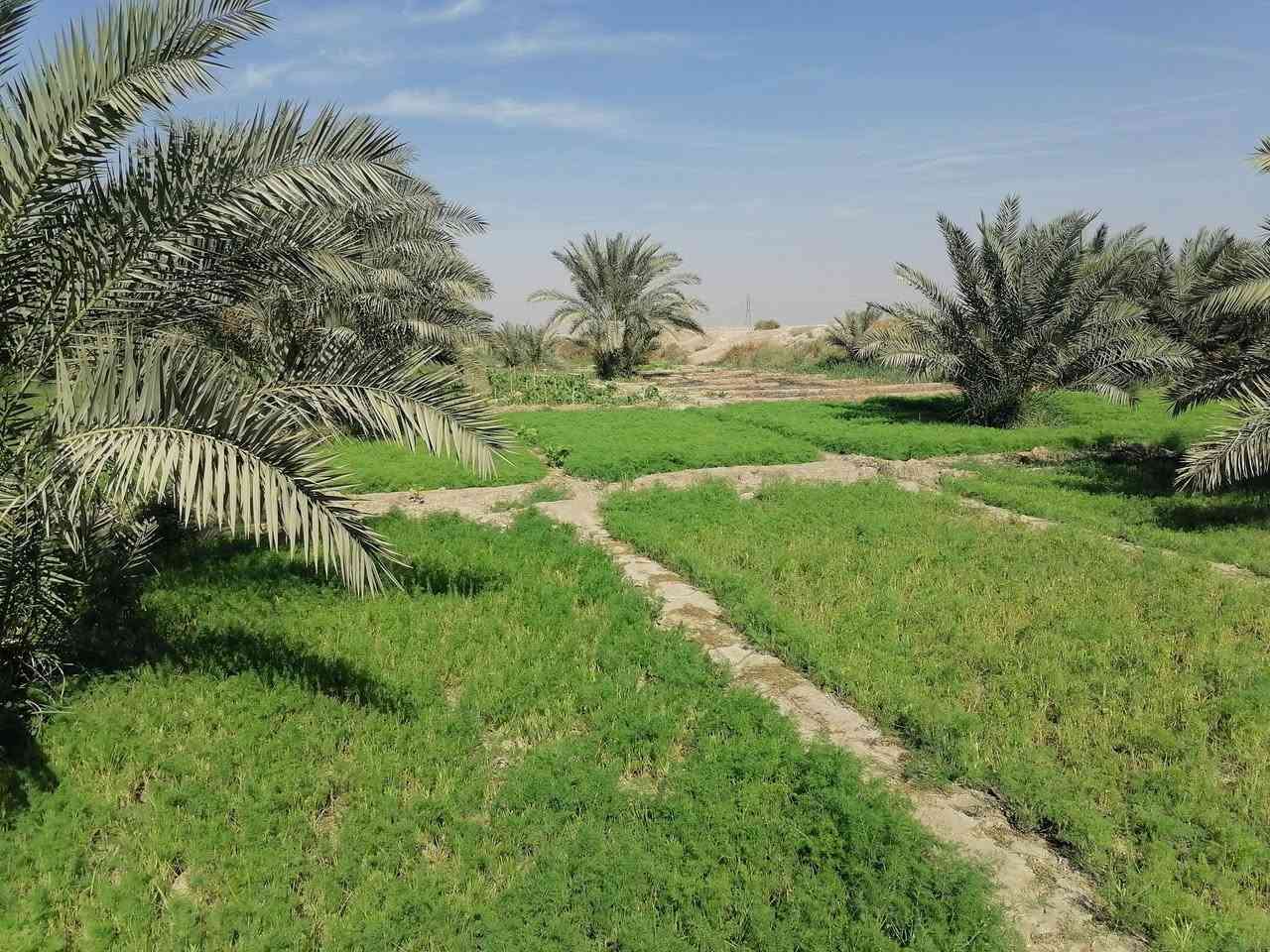 بستان لبيع (شاطي)
مساحته ٣٠٠٠ الاف موقع ناحيه اور منطقه ال ديبس قرب الجسر باقي التفاصيل ع رقم ***********
