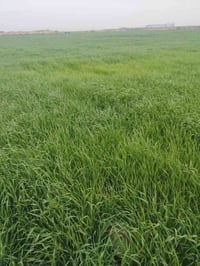 بالنجمي • ٥ دونم • زرع شعير