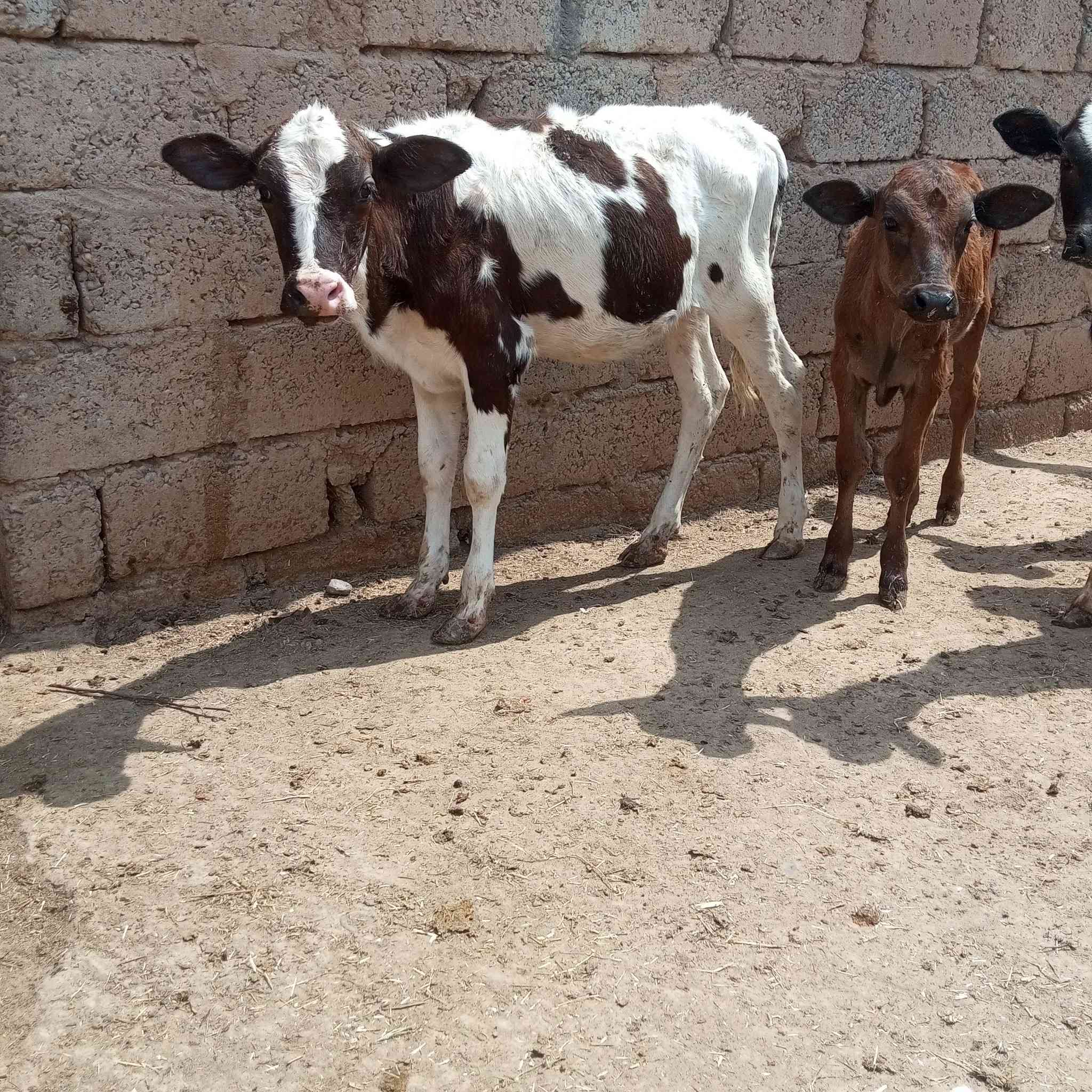 السلام عليكم اخوان متاح حوليه تلقيح هولشتاين اجم رقم واحد حوليه درجة اولى اولى مال بيت جمه وثيل گصير وين اليدور حلال زين ونضيف حوليه مشروطه شرط ال شرط 
العنوان صلاح الدين الشرقاط قريه شكرا
ه‍ ***********👉 بيه واتساب 
الشراي يتصل ويدلل 
يوجد خدمت توصيل حسب التفاق
