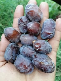 يوجد فسائل نخيل للبيع، بربن دكواني صكعي زهدي خستاوي تبرزل مكان عنه 078...