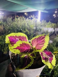 نبات السجاد • مشتل المهندس • المشخاب