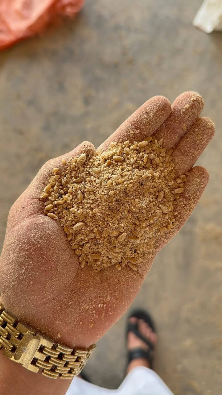 على بركة الله تم وصول 
حنطه مجروشه درجه اولى 
توصيل جميع محافضات العراق 
علوه علي الشمري 
الديوانيه قضاء الدغاره//
***********
***********

