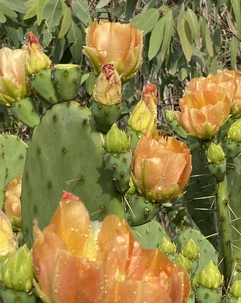 🌵 متوفر لدينا كفوف التين الشوكي العراقي الأحمر العادي 🌵🔴

✅ كف مثمر: 4,500 دينار
(بدون سندانة)

✅ كف بدون ثمار: 3,500 دينار
(بدون سندانة)

🚚 التوصيل إلى جميع محافظات العراق: 5,000 دينار فقط 🚚

🌵 Prickly Pear - التين الشوكي 🌵

للطلب والاستفسار، راسلنا على الخاص.


**إذا كنت صاحب هذا الإعلان وتريد حذفه لأي سبب، رجاءا أرسل رسالة إلى الدعم الفني**