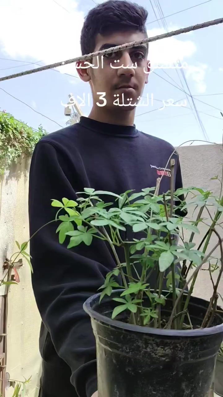 توفرت شتلات متسلق ست الحسن.. سعر الشتلة 3 الاف و توجد خدمة توصيل.


**إذا كنت صاحب هذا الإعلان وتريد حذفه لأي سبب، رجاءا أرسل رسالة إلى الدعم الفني**