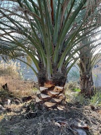 امايه برحيه • ضخمه • بصره