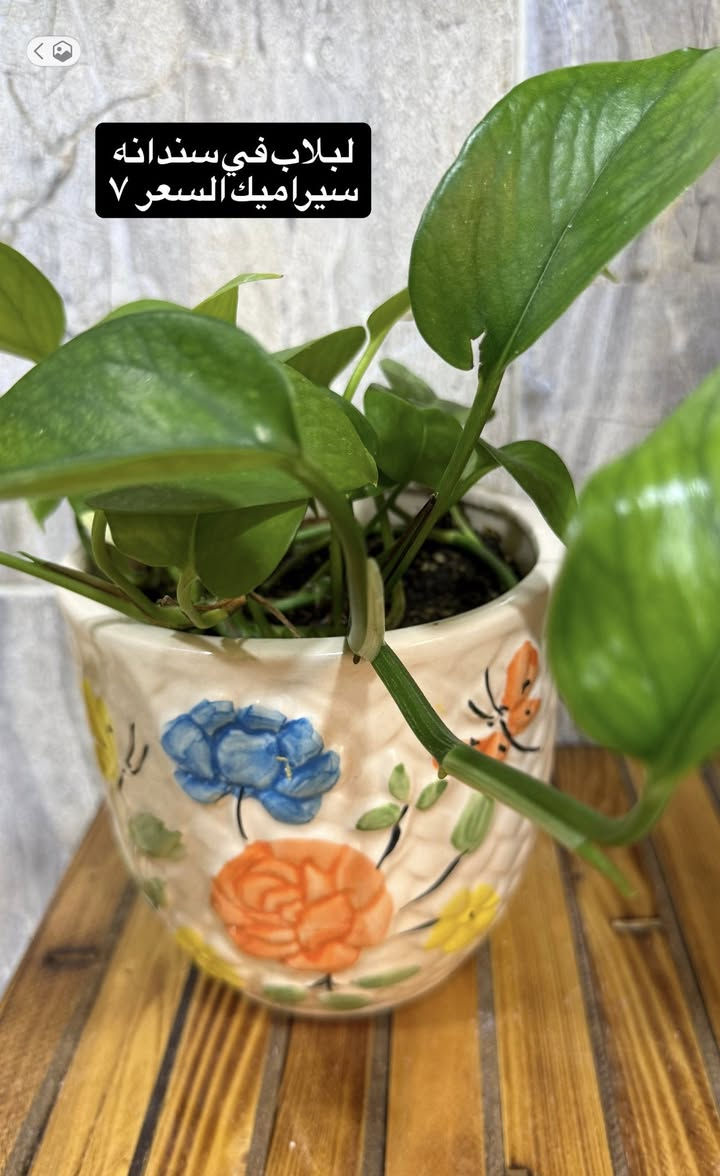 نباتات مال بيت للبيع 
مكتوب اسعارها
ونكدر نوصلة الكم داخل كركوك 
راسلوني 👍🏻


**إذا كنت صاحب هذا الإعلان وتريد حذفه لأي سبب، رجاءا أرسل رسالة إلى الدعم الفني**