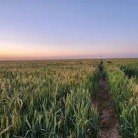السماوه • ٨٠٠ دونم • ابار موطير كهرباء