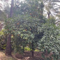 كوجة باغ جلوه • ١٤ دونم • مثمرة