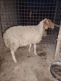 نعجة • للحليب • سنة ونص