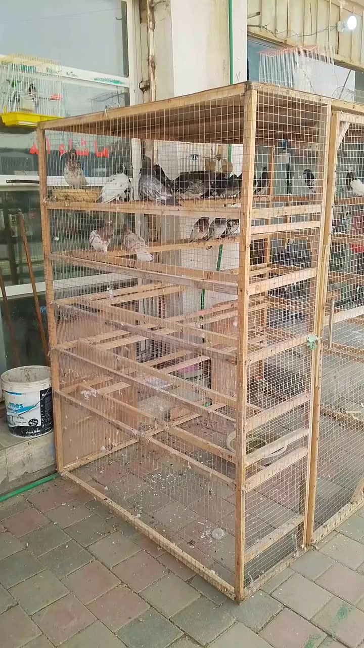 متاح قفص للبيع مكان 5 كيلو ***********
