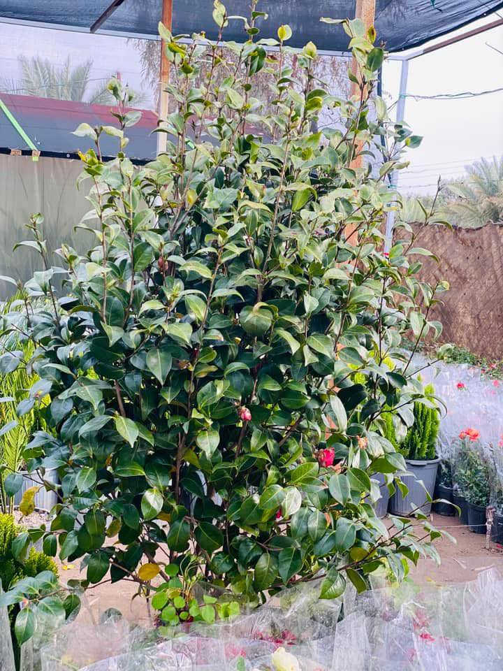 السلام عليكم متابعينا الكرام 

مع بداية موسم جديد..

يعلن مشتل شهيد العتبي 
وجود جميع انواع الشتلات
الظليه ولاخارجيه والثيل ونافورات 
والشلالات ولاسنادين والتحفيات 

يوجد كادر عمل كامـل
لتصميم الـحدائق والديكورات والـشلالات والنافورات بشكل جميل ومميز 
كل هذا بـ اسعار مناسبة

للأسفسار والتواصل معنا
يرجى مراسلـة الصفحة او الاتـصال على الــرقم 
*********** 

#مشتل_شهيد_العتبي ❤️🖤
