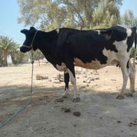 هوايش للبيع • عجول للبيع • ماشية للبيع • بقر للبيع • عجول بابل • ماشية...