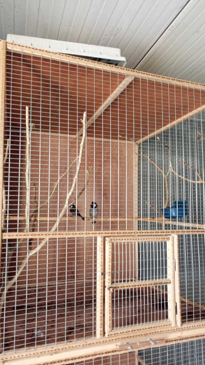 سلام عليكم قفص ومحميه ارتفاع مترين نزال متر وعرض متر قفص كلش حلو ومرتب وشغل مرتب مكاني كوت زين القوس السعر ٧٥ شراي اتصل وبخدمتك ***********
