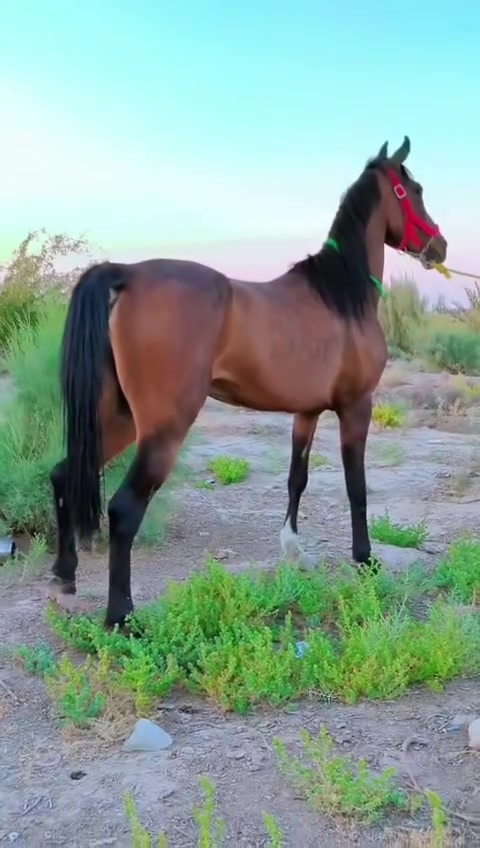 يالله حي الله جنايه لاصايل فرس عربيه معروفه  كامله المواصفات راس وشليل اطيهه عله كل عيب عمر 4سنوات  رتفاع 150اليدور مال جمال ومال مزرعه  خياله راس وشليل مراوس ترهم واني بلخدمه 
***********وبي واتساب
***********
