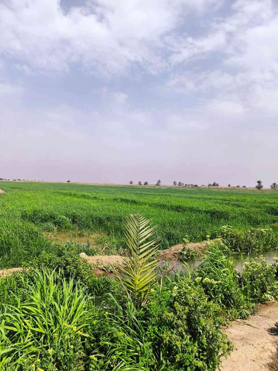 🌾 إعلان بيع أرض زراعية
للبيع أرض زراعية بمساحة 20 دونم في قضاء النصر – قرية النخيلة أرض خصبة وصالحة للزراعة مع طريق خاص ومصدر سقي بواسطة الماطور توجد (٥٠ نخلة)🌴 

للاستفسار الاتصال ابو  جعفر محمد فليح على الرقم

***********

@highlight
