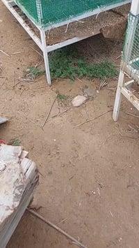 اقفاص كاملة  لزراعة الفطر ٠٧٧٢١٧١٨٣٧٤