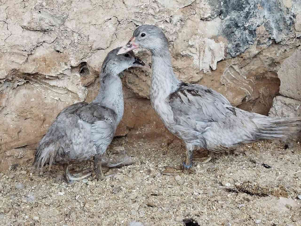 للبيع ***********//***********
