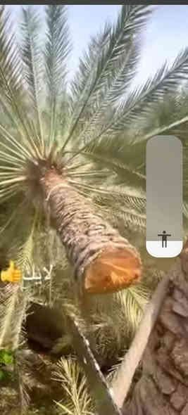 تنضيف النخيل والتكريب وتقطيع النخيل ***********
