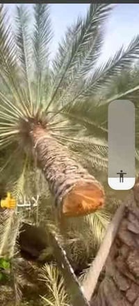 تنظيف نخيل • تقطيع نخيل • تكريب نخيل