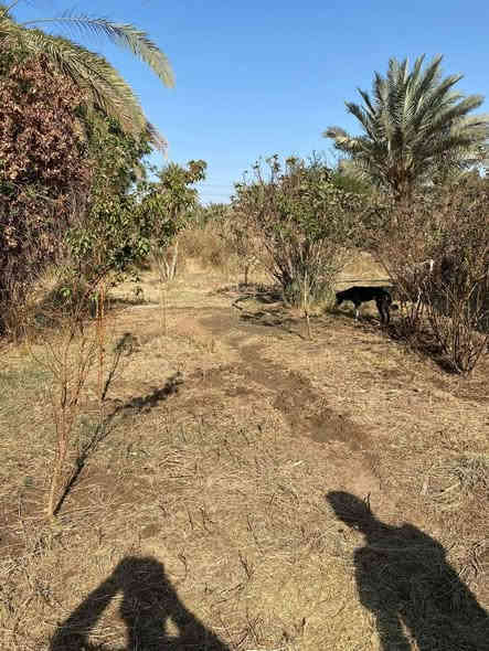 بيت زراعي للبيع...
 في منطقة ال حجي كاظم ..
يبعد عن شارع النجف ديوانية تقريبا 300 متر...
مقابل الفرقة التكتيكية..

نوع الملك ..زراعي سند 25
المساحة الكلية مع الحديقة 600 متر
مساحة البناء 200 متر..
الواجهة..20 متر والنزال 20..

البناء ..طابوگ طابق واحد درجة اولى ..
الاساس صب..
السقف عكادة...

متكون من غرفتين وصالة ومطبخ بمساحة كبيرة..
+ مجمع صحيات واستقبال...
+ حديقة جانبية
السعر 110 مع المجال..
للاستفسار اكثر الاتصال على الارقام :

***********
***********
او مراجعة مكتب 
ازهر المحمودي للعقار
شارع السوق 
مجاور مطعم عبد الرضا
