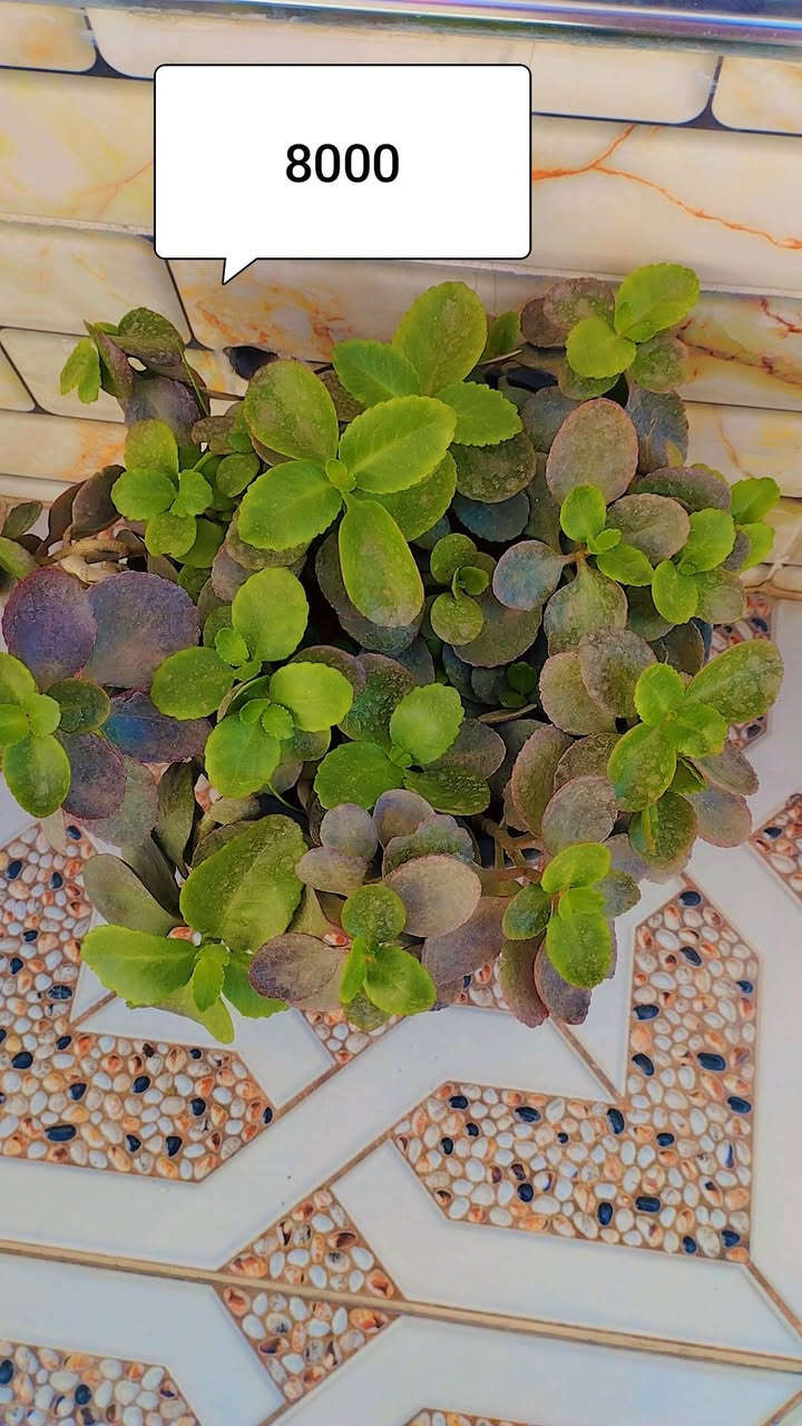 للبیع


**إذا كنت صاحب هذا الإعلان وتريد حذفه لأي سبب، رجاءا أرسل رسالة إلى الدعم الفني**