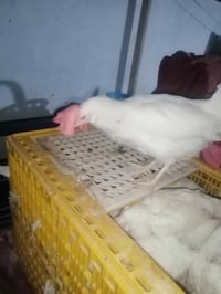 شباب يوجد دجاج بياض ابو عرف ابيض سرح وثكيل 3 ب12 الف توصيل داخل المدين...