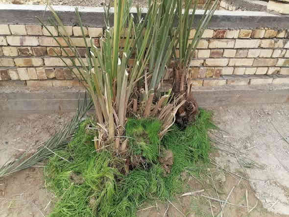 السلام عليكم
فسائل نخيل للبيع
ذو أنواع ممتازة
بأسعار مناسبة
مكلف بالنشر
***********
رقم موبايل صاحب الفسائل
