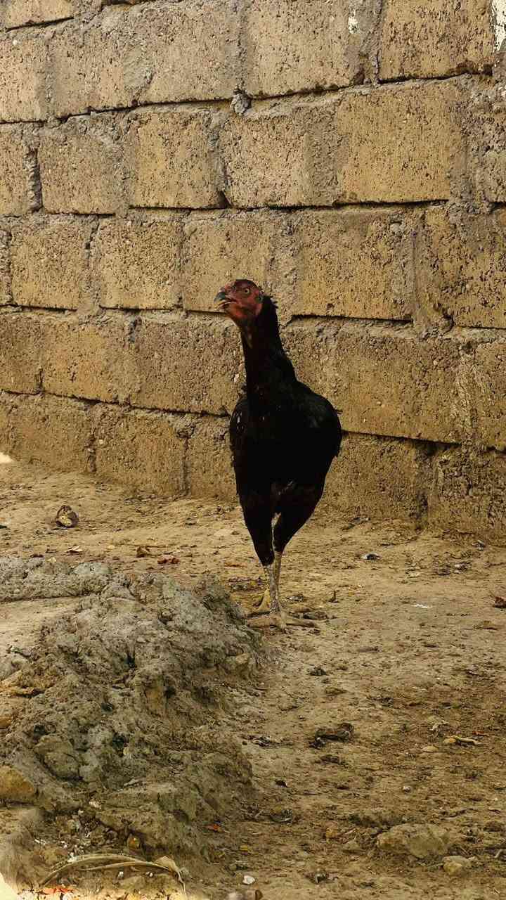السلام عليكم عندي هاي انثيه الماني وراها 4صواصي ابيعها هيه وفحلها العنوان الموصل القياره اتصل وتدلل ***********
